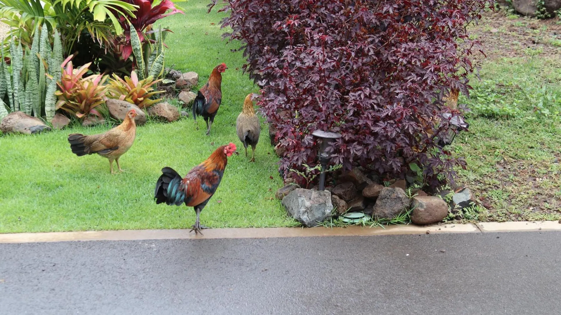 New 4 Bedroom Home With Ocean And Gorgeous Mountain Views In The Gated Community Of Mauna Olu Waianae